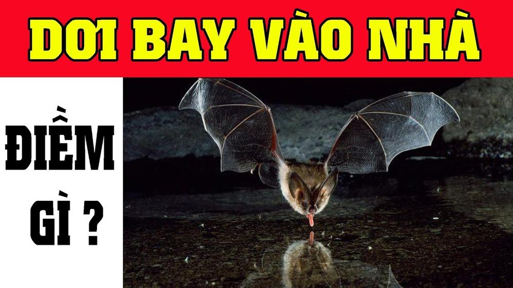 Điềm báo Dơi bay vào nhà vào ban đêm & ngày? Có nên đuổi ra không?