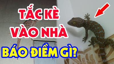 [2024] Giải mã tắc kè vào nhà tốt hay xấu, điềm báo LÀNH/DỮ?