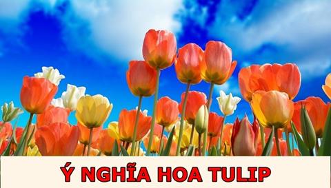 Ý nghĩa hoa tulip theo màu sắc, số lượng & Thông điệp người tặng