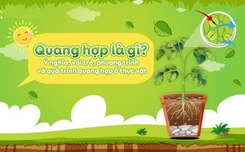 Quang hợp là gì? Ý nghĩa, vai trò & phương trình quang hợp