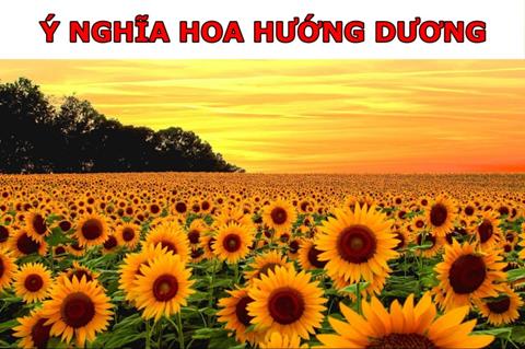 Ý nghĩa hoa hướng dương & Thông điệp trong tình yêu, cuộc sống