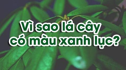 Vì sao lá cây có màu xanh lục? Nguyên nhân & sắc tố mang lại màu xanh