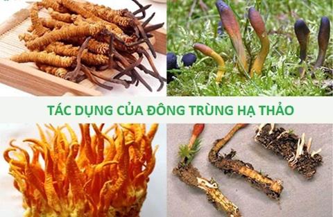 Tác dụng của đông trùng hạ thảo - Tiên dược dành cho sức khoẻ