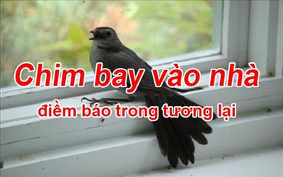 Chim bay vào nhà báo hiệu điều gì? Tốt hay xấu?