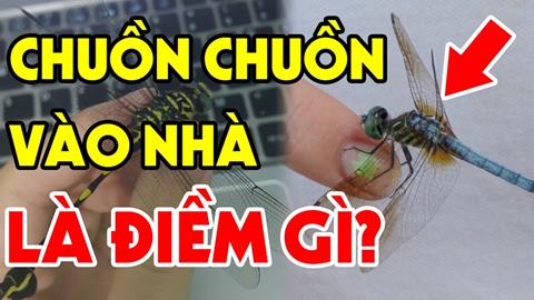 Chuồn chuồn bay vào nhà có điềm gì? Đánh con gì?