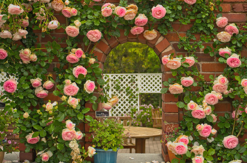Một số mẹo nhỏ giúp bạn thiết kế một vườn hoa trước nhà đẹp